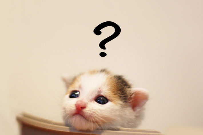 悩んでいる猫