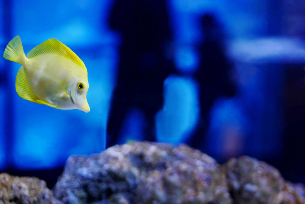 水族館の水槽で泳いでいる魚