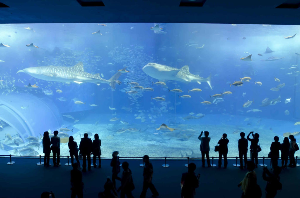 水族館で泳ぐ魚を鑑賞している男女