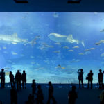 水族館で泳ぐ魚を鑑賞している男女