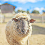 動物園、ヤギがコチラを見ている画像