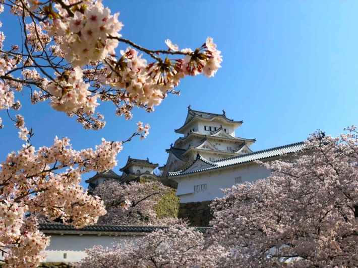 お城の外観と桜の木